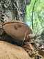 Deres tapló (Ganoderma applanatum), Mátra